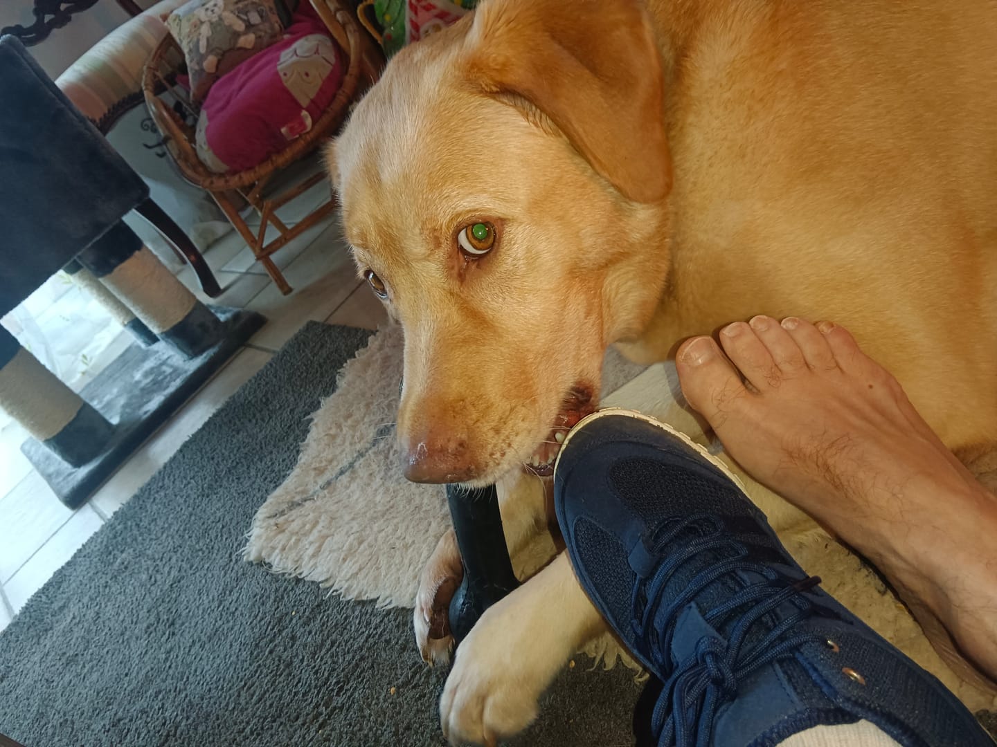 Customer photo review of Brave IV  - Barefoot Chaussures