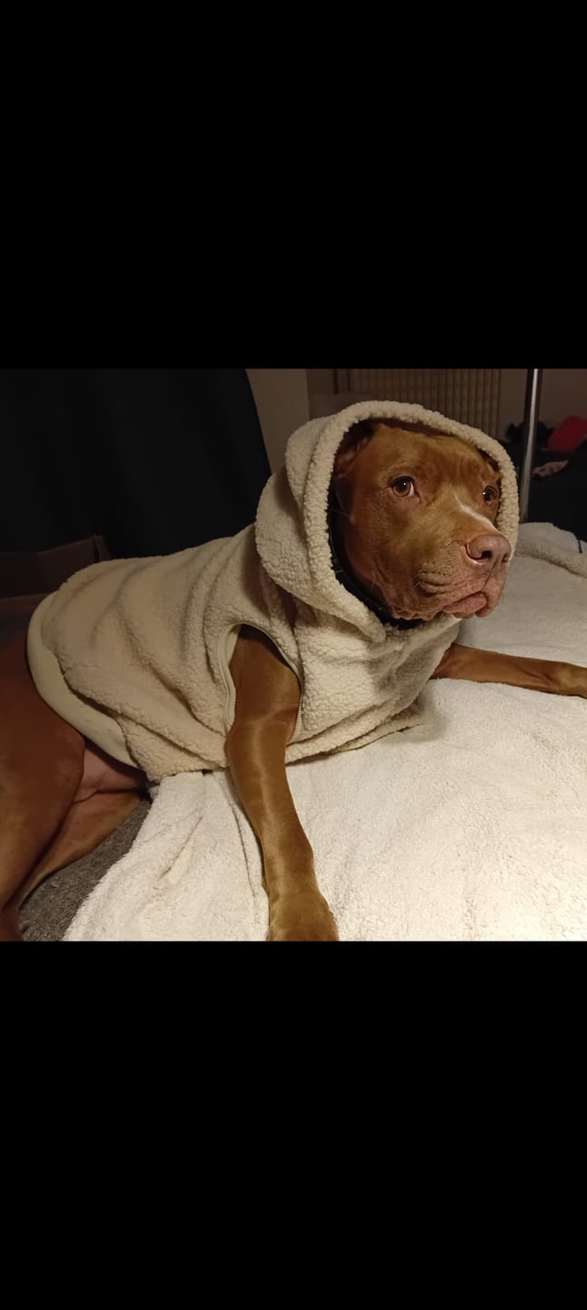Customer photo review of Teddy Sherpa Dog Jacket - Beige