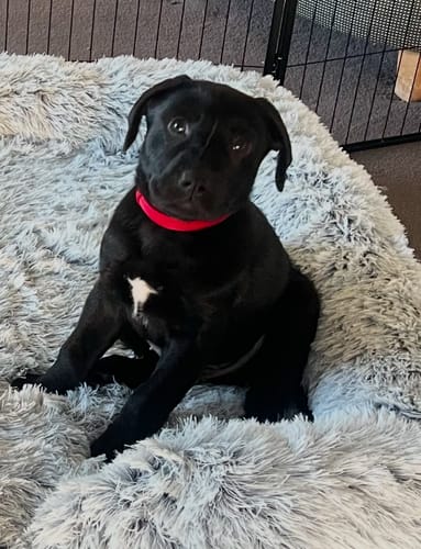 Close-up of a customer's puppy sitting on the fluffy grey Pet Orthopaedic Bed.
