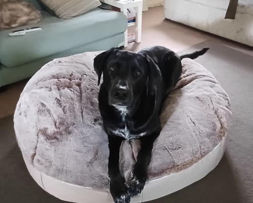 Customer photo review of Large Luxury Dog Bed - Interior/Outdoor
