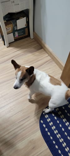 Customer photo review of Bestie Balance