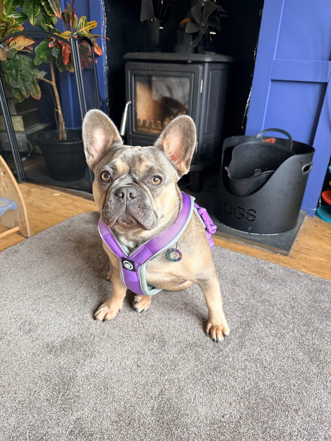 Customer photo review of Harness Seat Belt Safety Strap