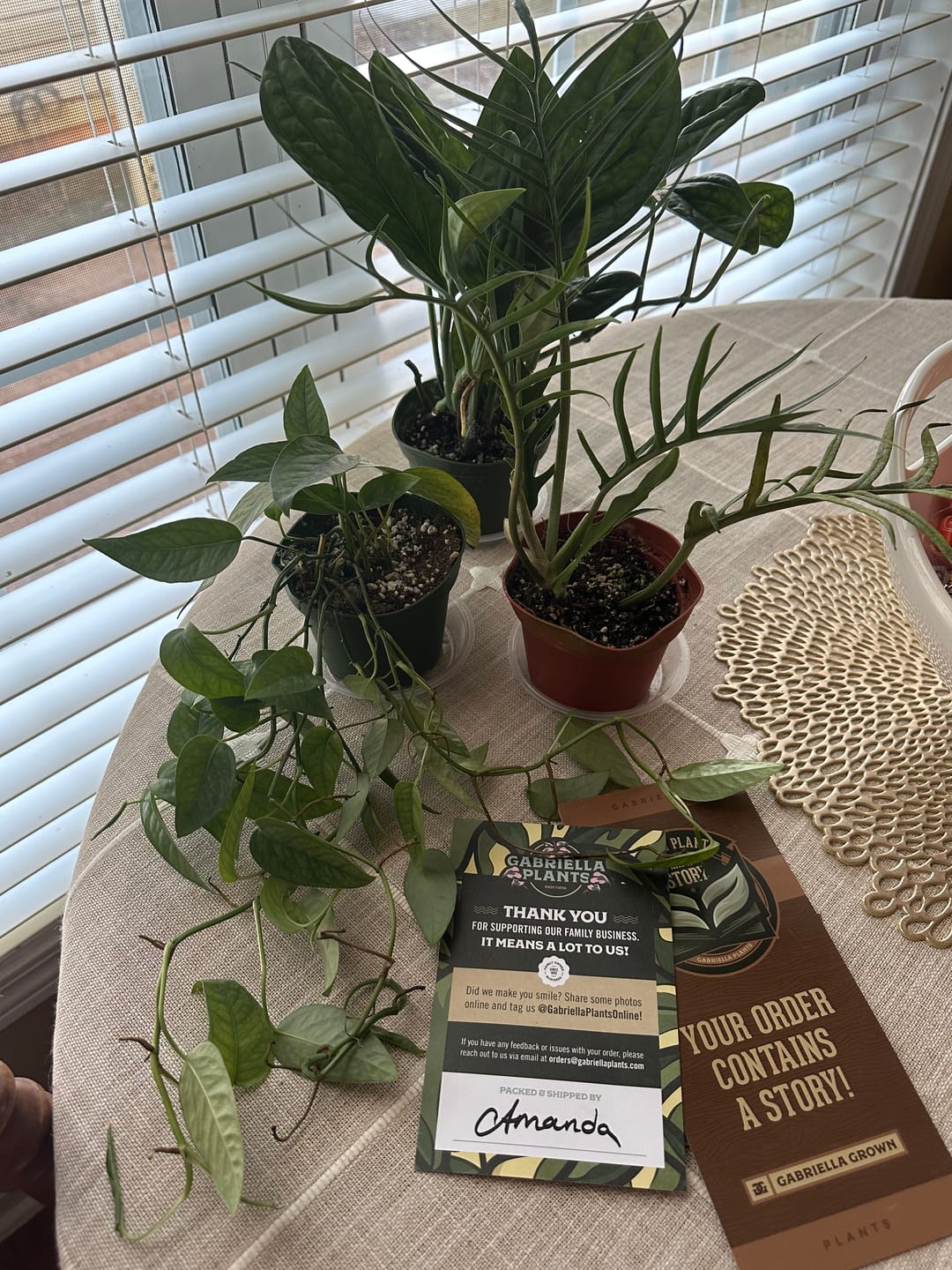 Customer photo review of Philodendron tortum