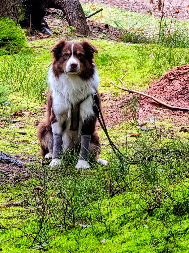 Customer photo review of Stretchy Fleece Dog Leg Warmer Sleeves