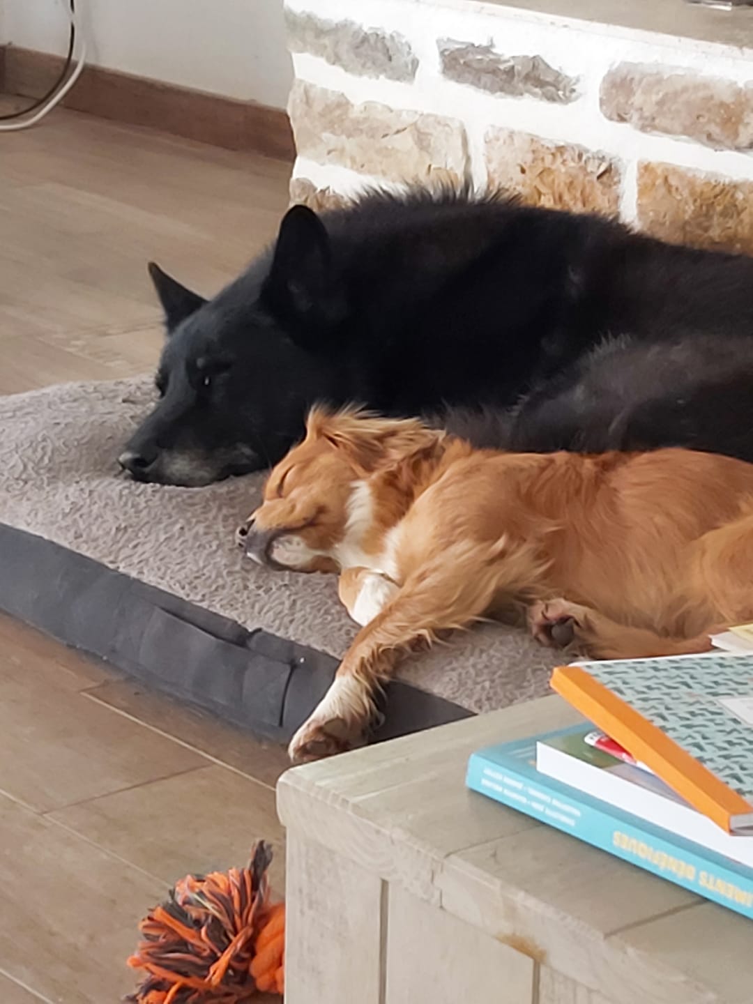 Customer photo review of Croquettes Poulet & Citrouille - Chien Moyenne & Grande race