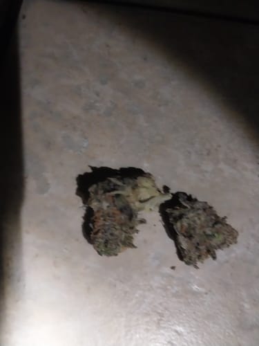 Reviewer's close-up of two Bubble Gum Runtz buds on a flat surface.