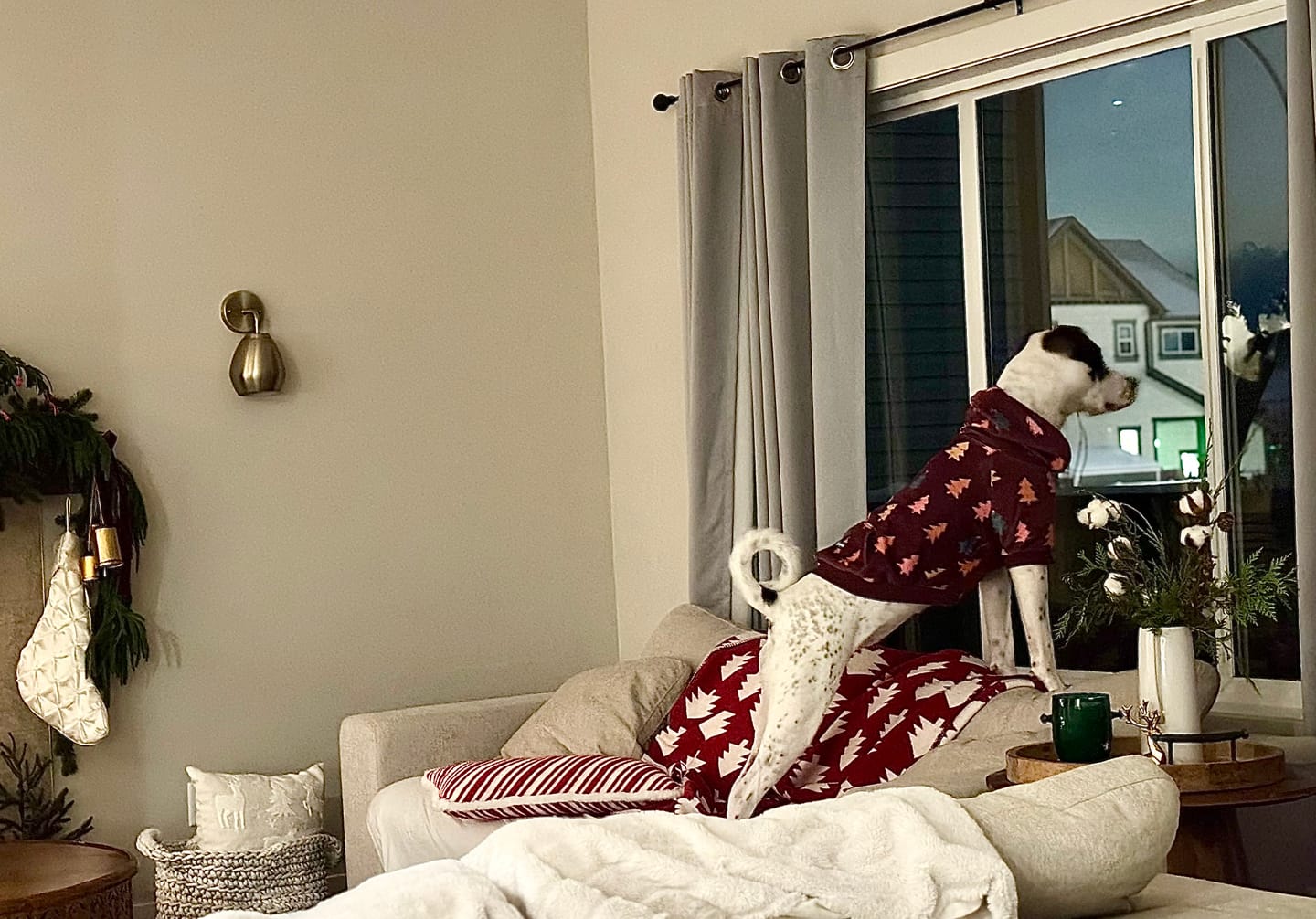 Customer photo review of Christmas Dog Hoodies