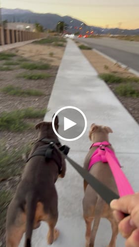 Customer video review of Matching Black 6' Bully Proof Leash