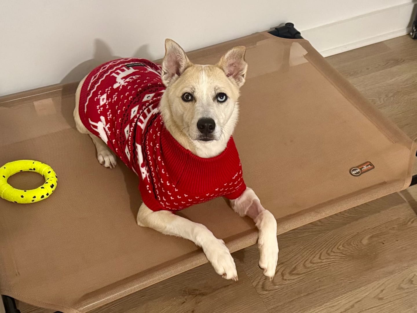 Customer photo review of Christmas Knit Dog Sweater