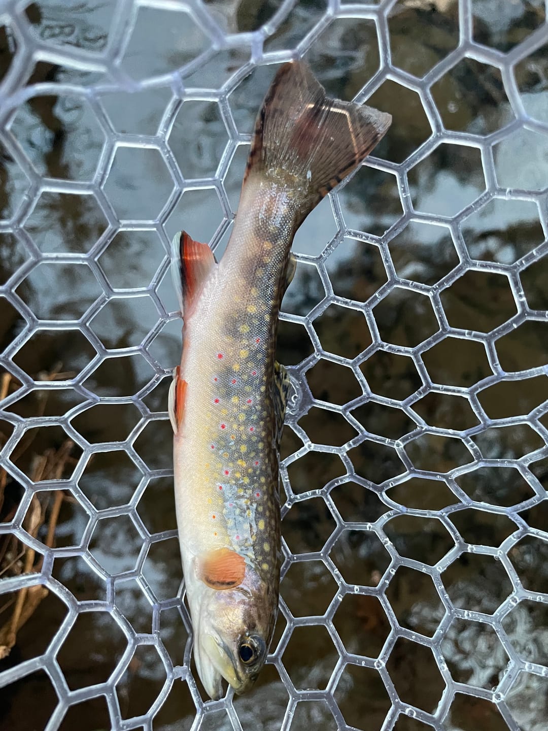 Customer photo review of Redington Classic Trout Fly Rod