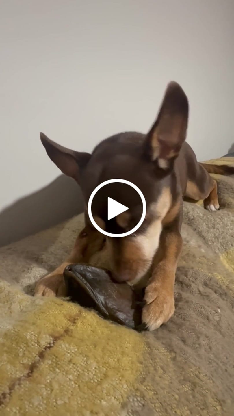 Customer video review of Cow Hooves