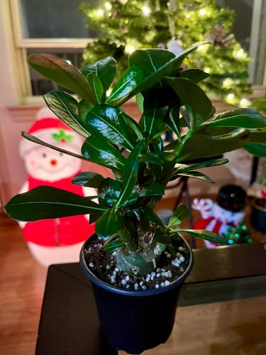 Customer's healthy Desert Rose plant with glossy green leaves, shown in a black pot indoors.