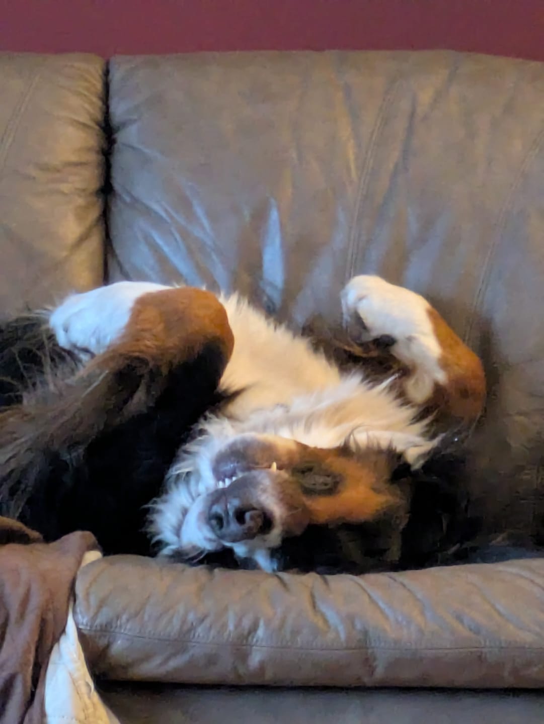 Customer photo review of 12 Inch Monster Braided Bully Stick