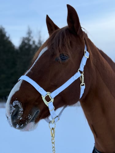 Customer photo review of iCavalos - Horse halter - Preorder