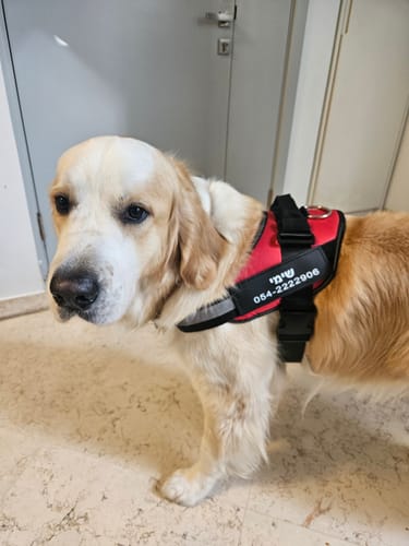 Customer photo review of EasyWalk™-רתמה מומלצת ע״י מאלפים למניעת משיכות ובריאות הכלב
