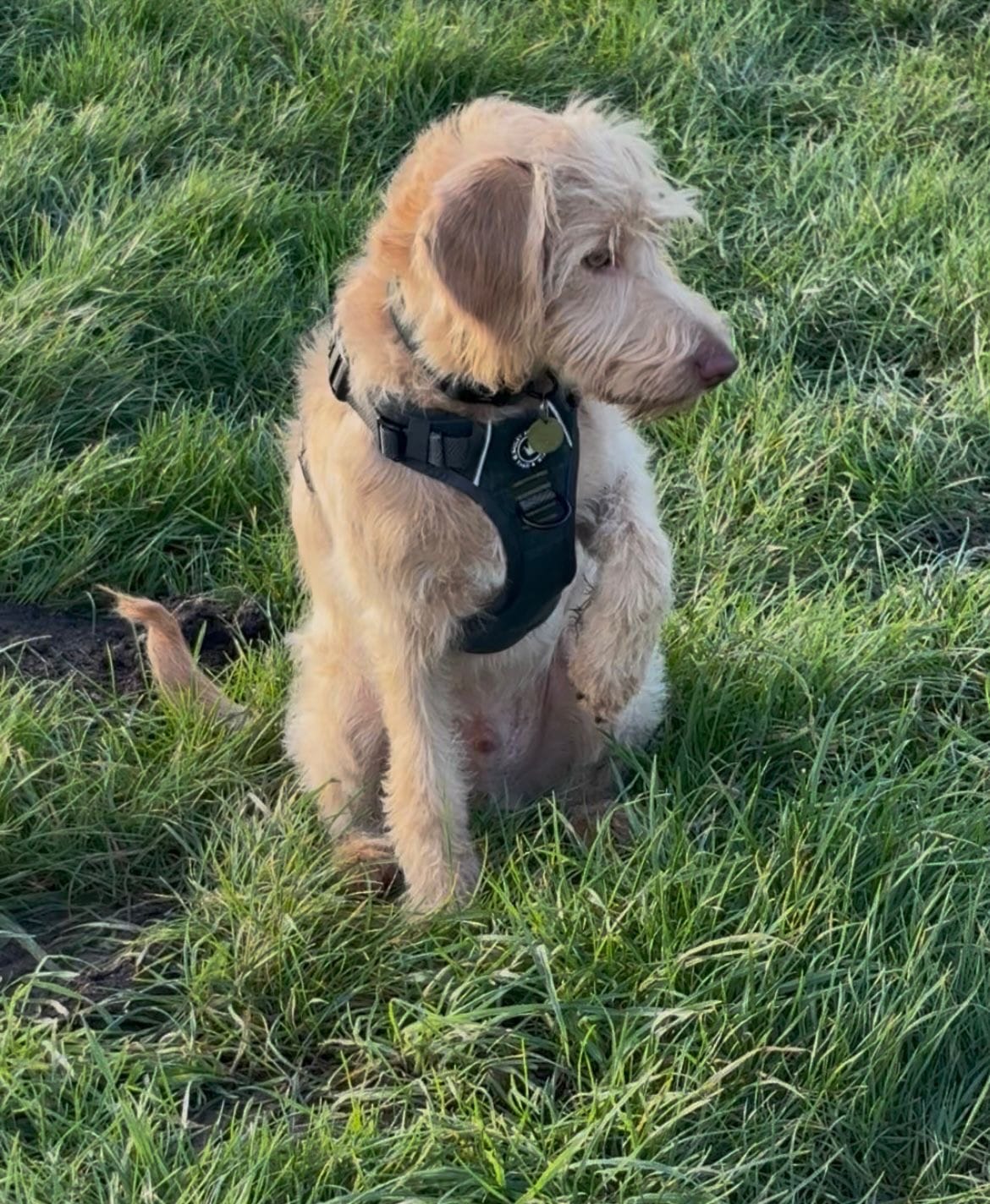 Customer photo review of Trail & Glow Tweed Dog Harness - Forest Tweed