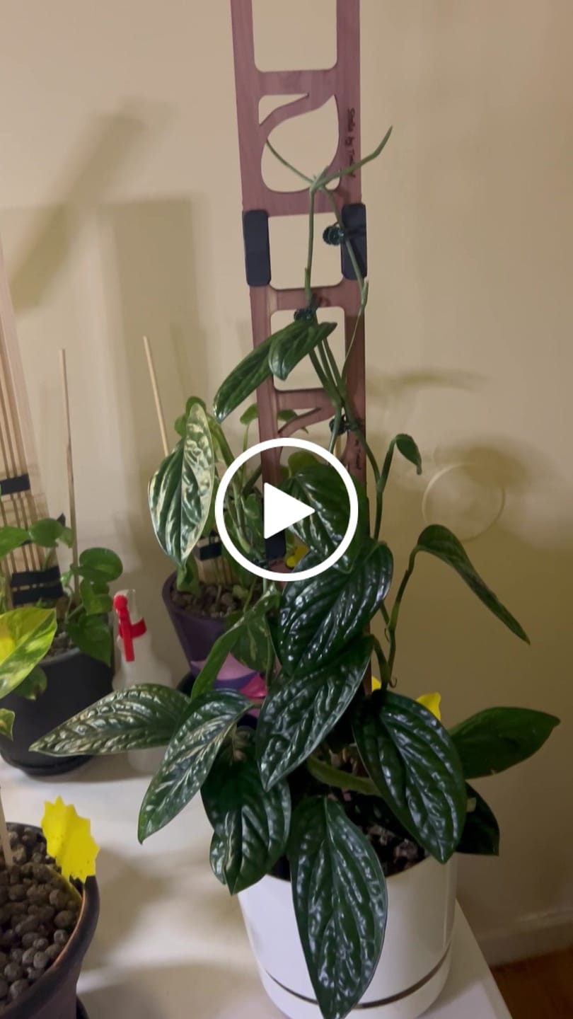 Customer video review of Stella - Modular ladder support