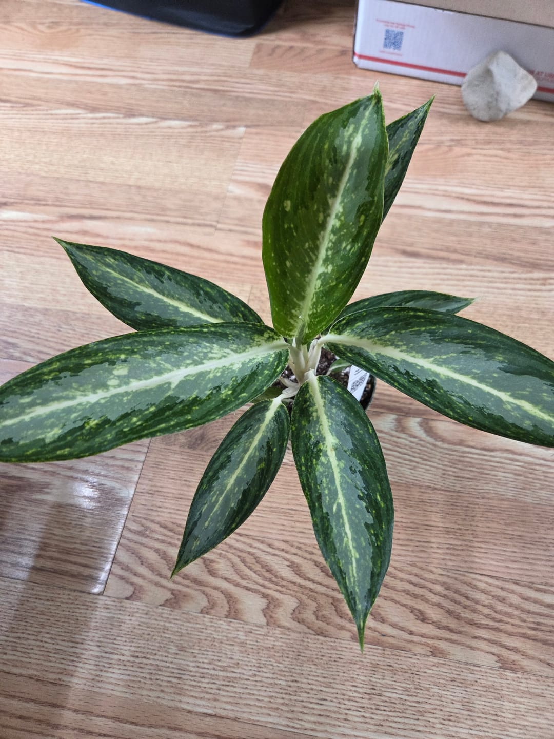 Customer photo review of Aglaonema 'White Rain'