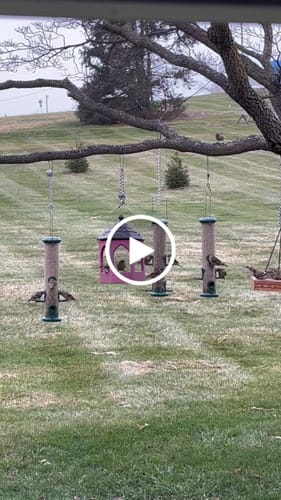 Customer video review of Fine Sunflower Hearts