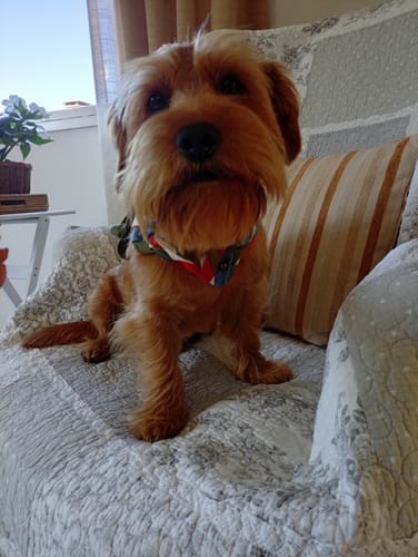 Customer photo review of Grain Free Adult Duck & Rabbit