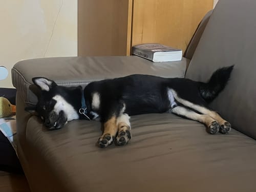 Ein Kunde zeigt seinen schwarz-beigen Hund, der entspannt auf einer braunen Couch schläft.