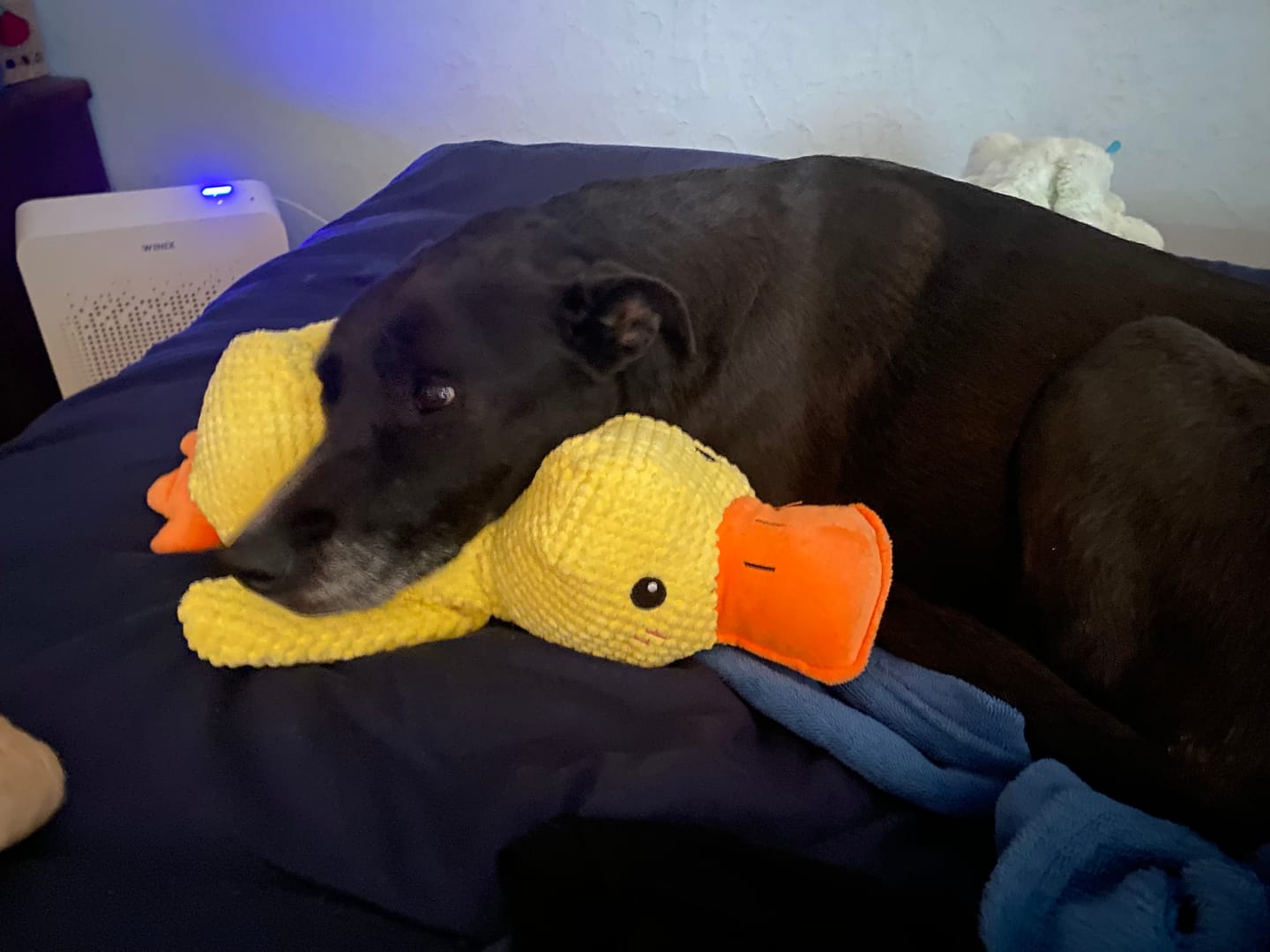 Customer photo review of Calming Duck