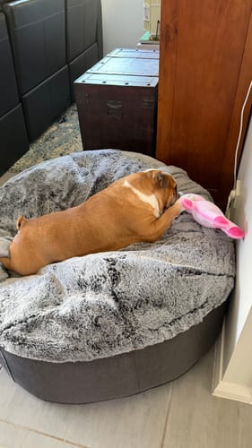 Customer photo review of Large Premium Dog Bed Cover