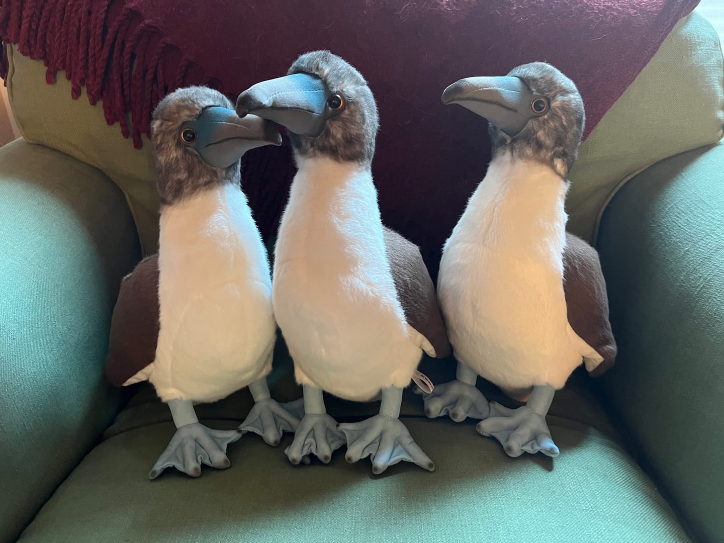 Customer photo review of Blue-footed Booby Bird Soft Stuffed Plush Toy