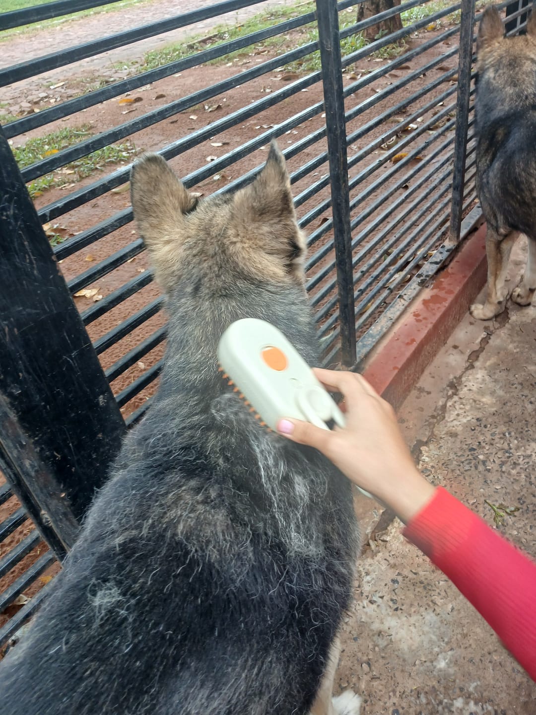 Un cliente cepillando el lomo de un perro de pelo oscuro con el cepillo a vapor blanco para mascotas.