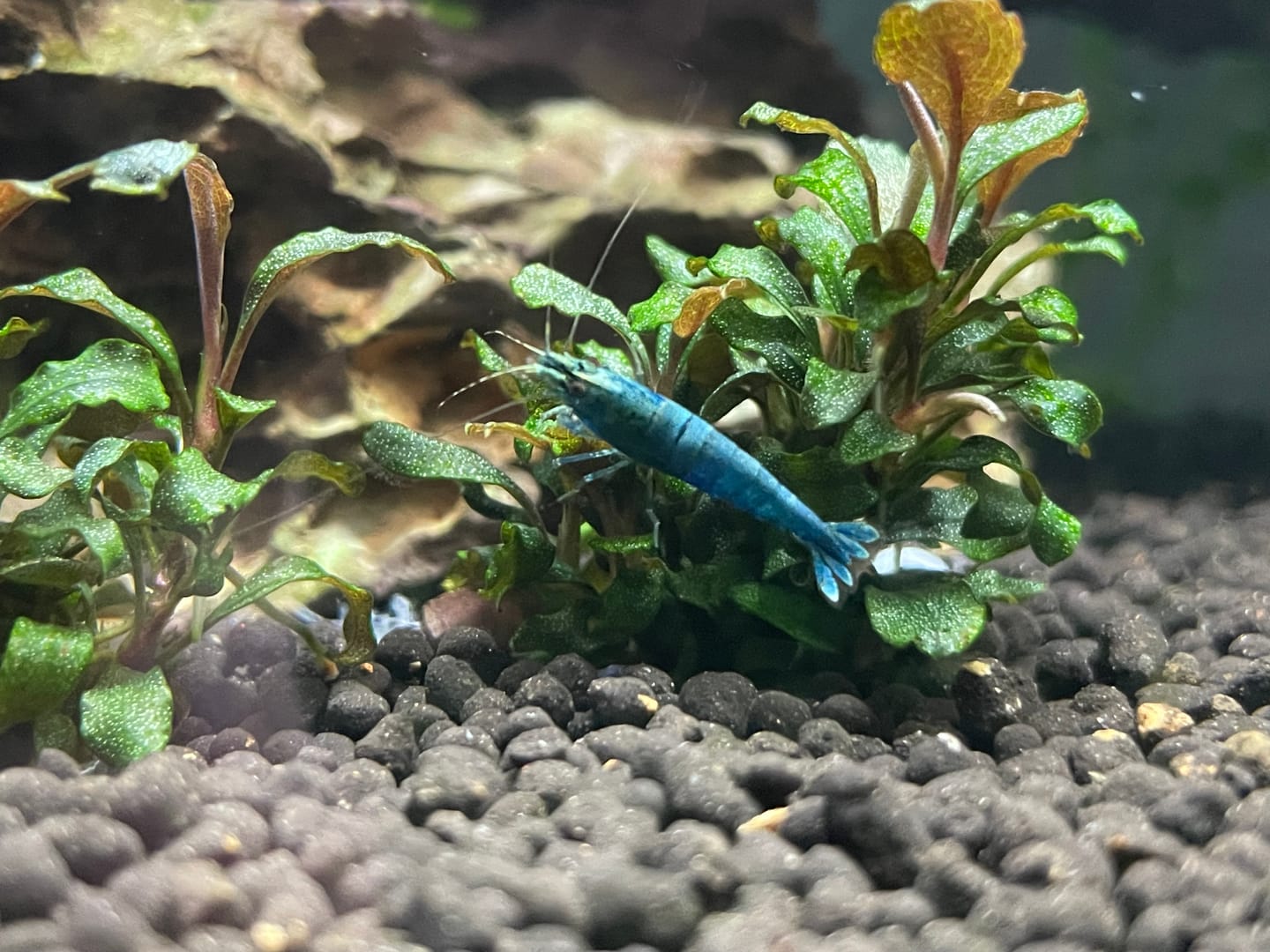 Customer photo review of Blue Bolt Shrimp (Caridina cantonensis var. “Blue Bolt”), Tank-Bred
