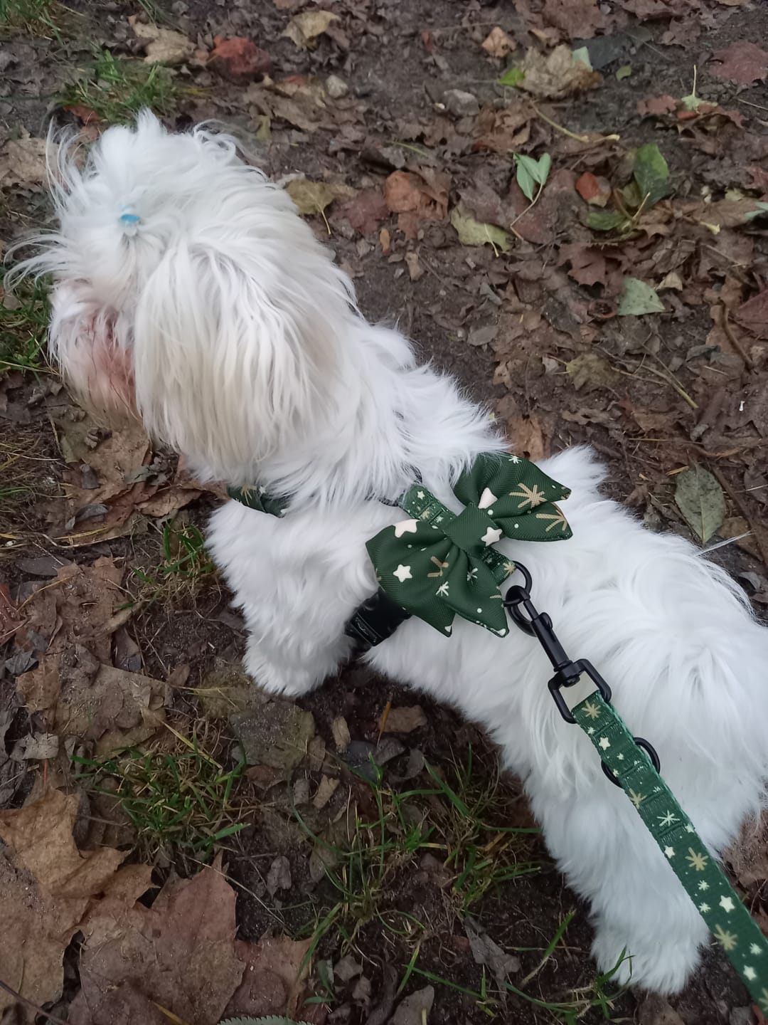 Customer photo review of Szelki bezuciskowe "Green Magic" - czarne okucia