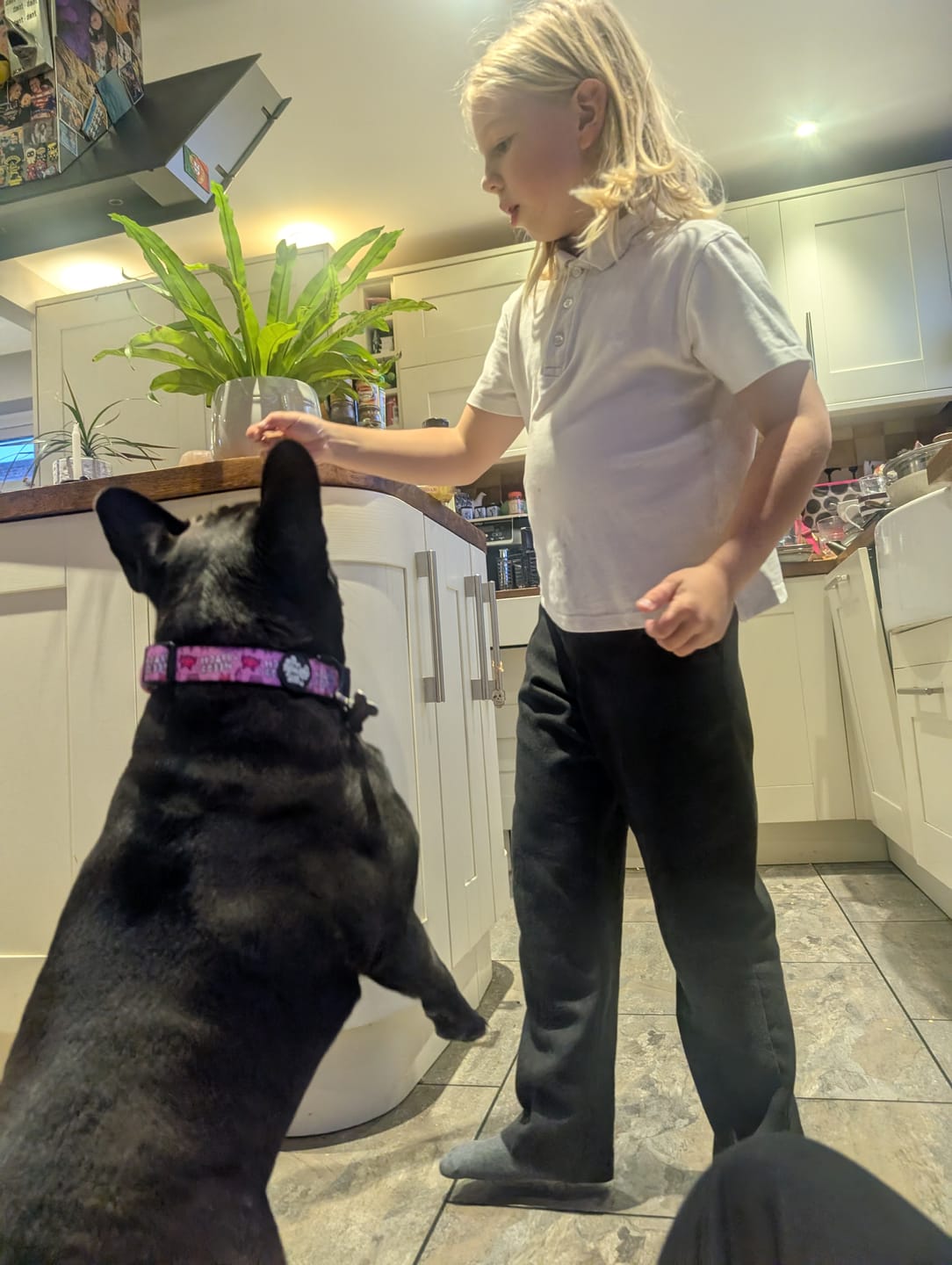 Customer photo review of Needy bi**h collar