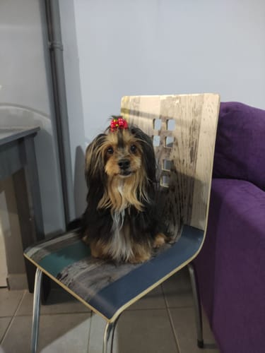 Customer photo review of Πορτραίτο Κατοικίδιου - Νερομπογιά