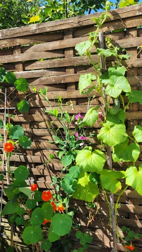 Customer photo review of Adventskalender von Wurzelwerk