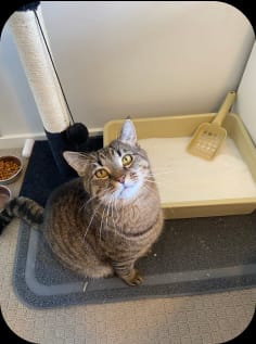 Customer photo review of 1 Month Supply – 1 Cat