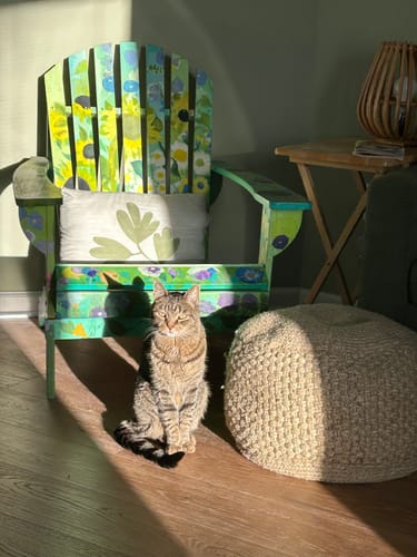 Customer photo review of 1x Blisso Advanced Cat Probiotic