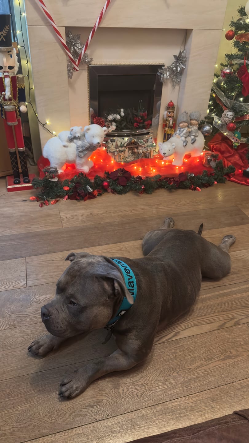 Customer photo review of 5cm Combat® Collar | With Handle & Secure Clip - Turquoise