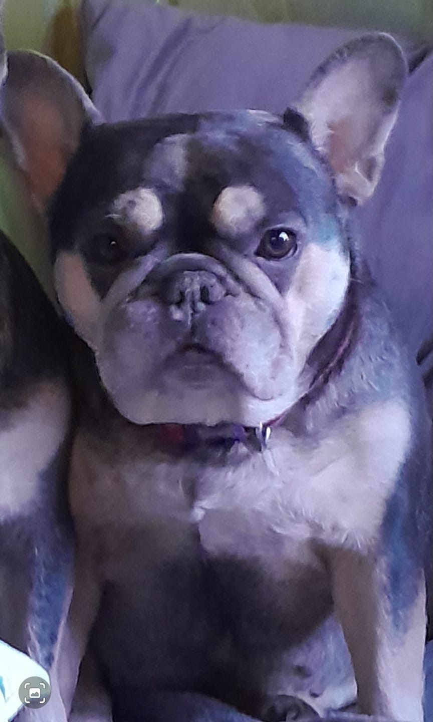 Customer photo review of Total Urinary Care Treats for Dogs