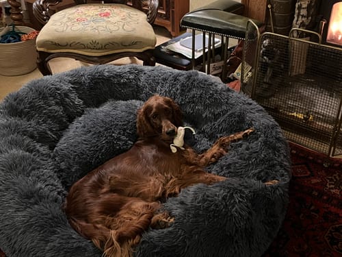 Customer photo review of GIANT Super Plush Donut Bed