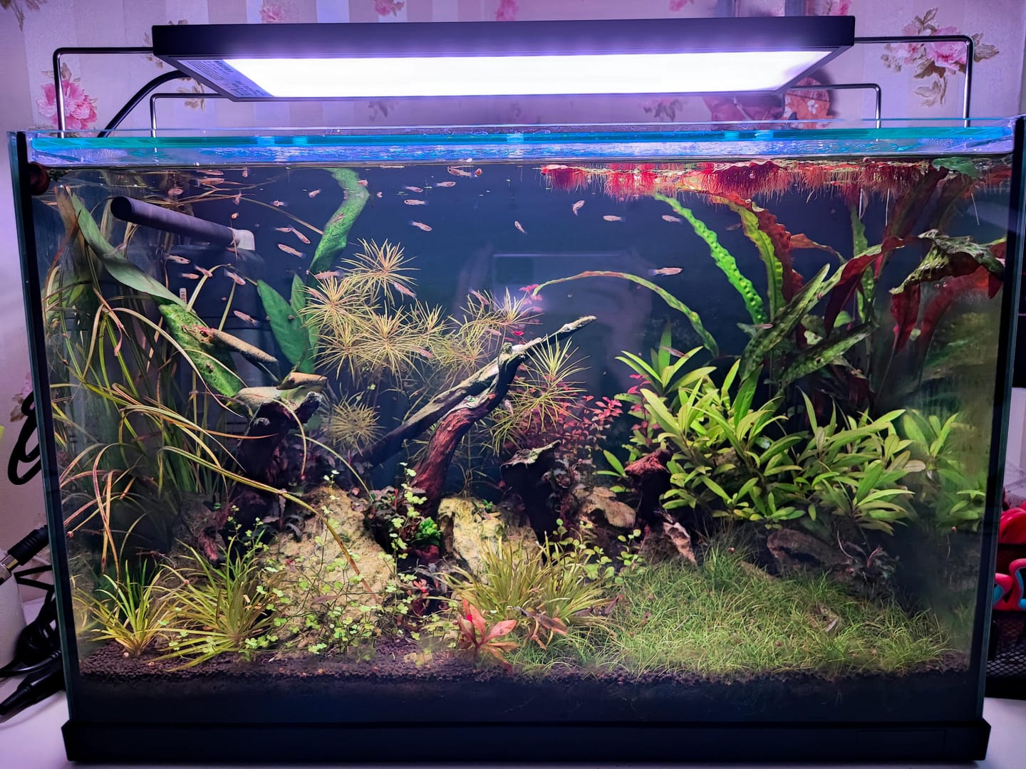 Customer photo review of Chihiros WRGB II Slim LED Light