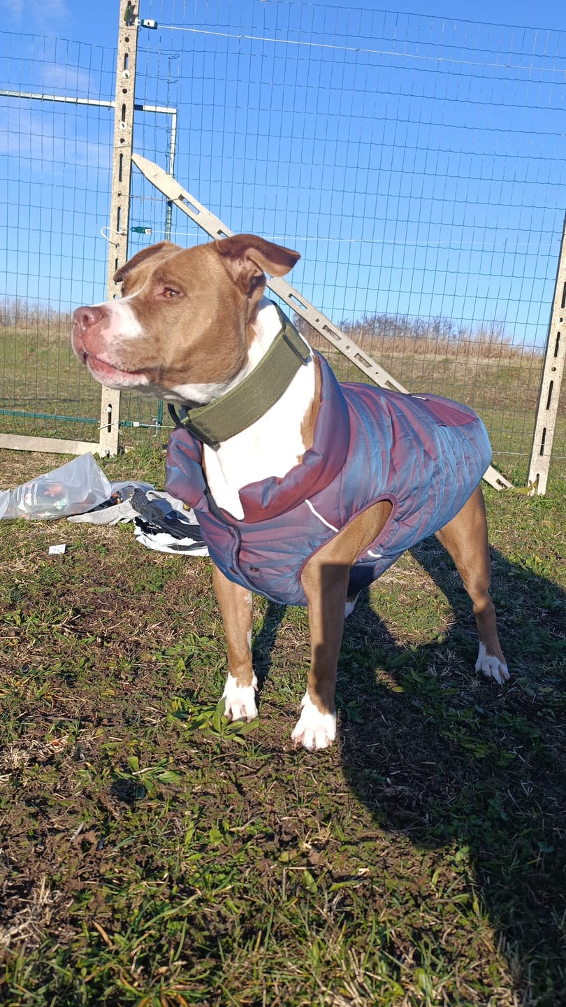 Customer photo review of WarmShield Water-Resistant Jacket - Cosmic