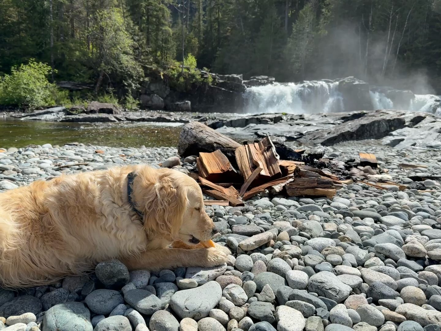 Customer photo review of Himalayan Yak Chew (LARGE)
