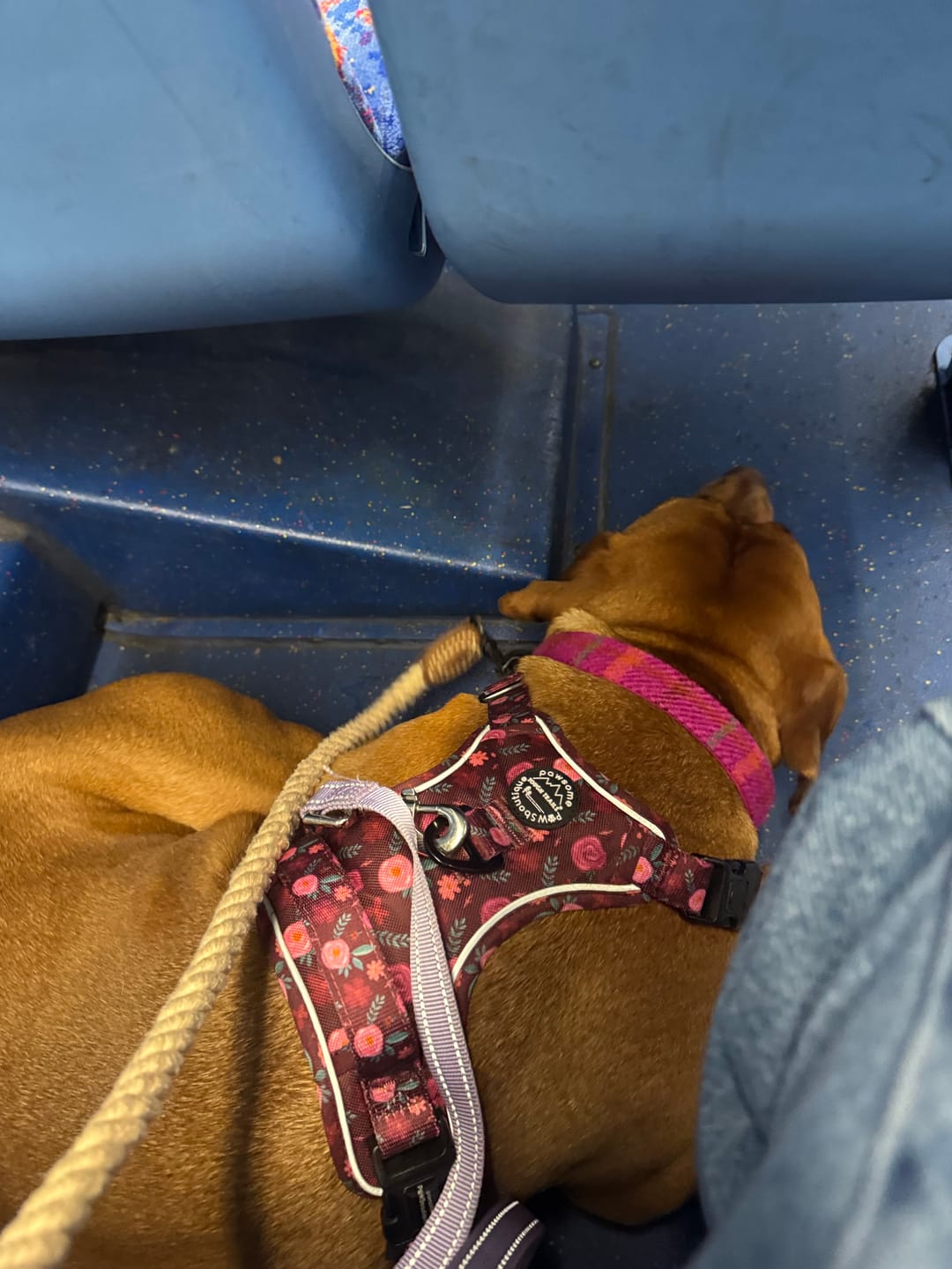 Customer photo review of Tough Trails™ Harness - Mable's Meadow