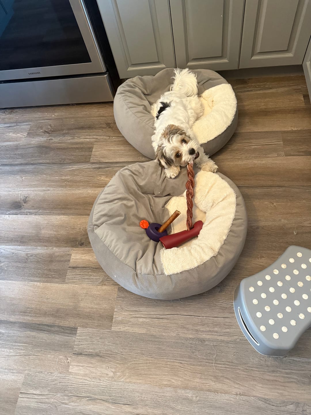 Customer photo review of 12 Inch Jumbo Braided Bully Stick