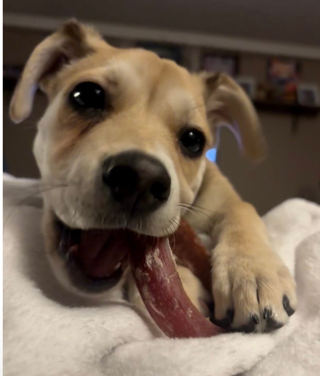 Customer photo review of Small Bully Stick Ring