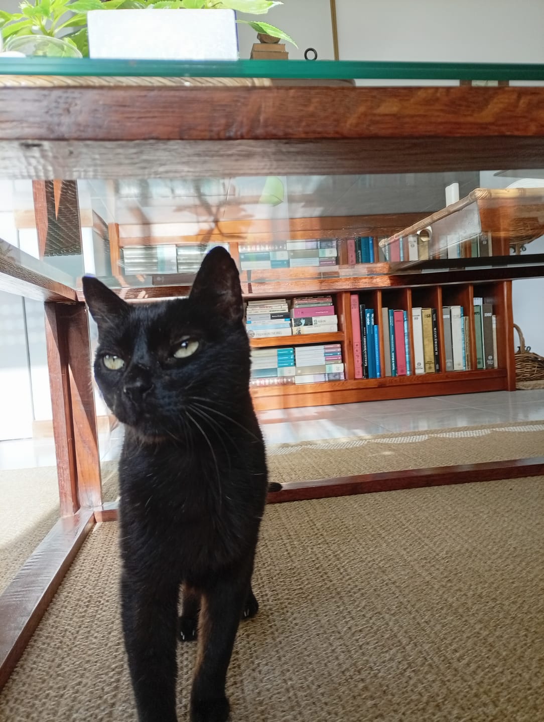 Customer photo review of Grain Free Cat Adult