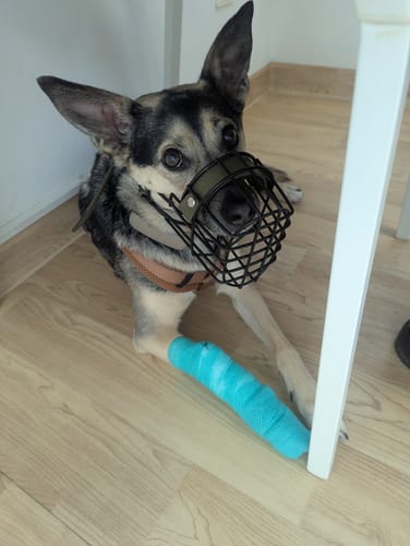 Customer photo review of „All in one“ Maulkorb