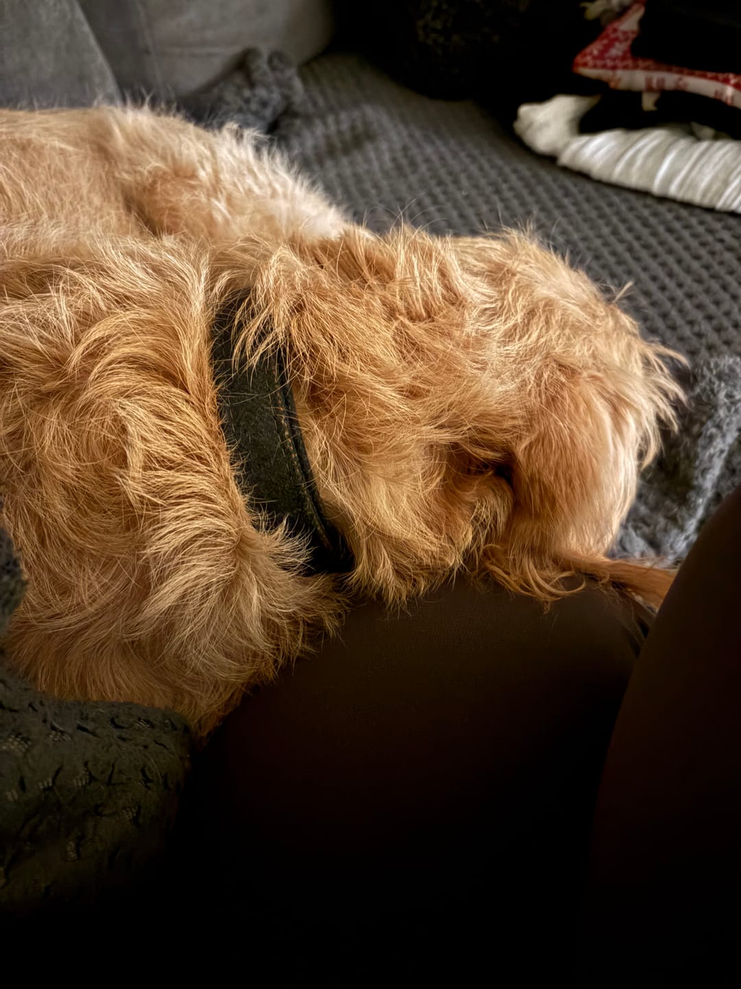 Customer photo review of Adjustable Collar - Forest Tweed