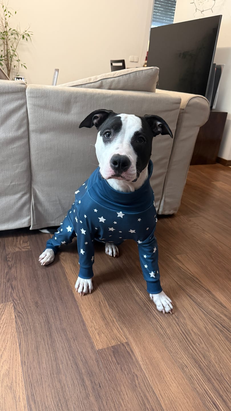 Customer photo review of Dog Pajama - Stars