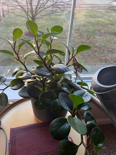 Customer's healthy, green plant in a pot, showing significant growth after using the Plant Food.